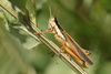FieldOccurrence 3659; d1f623e9-1a6d-43ed-b4fd-28c780d89657; Argentina: Buenos Aires
Reserva Punta Lara, 2022/01/02: male (January 2022). (FieldOccurrence).