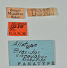 CollectionObject 1557499; e7c1d4a6-f5b9-4eda-aa61-d3650334bb10: copyright USNM, Washington. (CollectionObject).