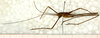 CollectionObject 1531825; ea2b4688-2e7c-4322-8ddc-5914932c3c80: male, lateral view (holotype). (CollectionObject).