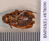 Oxyhaloa deusta (Thunberg, 1784): Holotype, female, ventral. BMNH(E)#878090. (Otu).