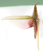 Atractomorpha acutipennis gerstaeckeri Bolívar, 1884: dorsal view (as Atractomorpha aurivillii). (Otu).