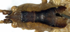CollectionObject 1532828; NMW 7872, a111c179-d220-4e4e-b2a7-978fbe0208da: male head and pronotum, dorsal view. (CollectionObject).
