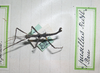 CollectionObject 1557781; f4425a73-ba55-47d7-b674-4484d3aec07a: copyright MNHG, Geneva. male (holotype). (CollectionObject).