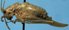 CollectionObject 1533103; 6ddefbb0-b3bb-4a94-bd01-86ff701b239a: female, lateral view (holotype). (CollectionObject).