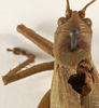 CollectionObject 1529794; ff8fb20d-27dd-4c67-a282-c979c6700442: female pronotum, dorsal view (holotype of Tettigonia viridis cantatrix). (CollectionObject).