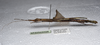 CollectionObject 1580881; fe3c5133-badf-45a2-b17b-2497511fed12: copyright SPM, Kinabalu. female (holotype). (CollectionObject).