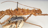 CollectionObject 1559784; 50d09905-a467-45ac-b1cf-41511a082c11: copyright St. Petersburg. female, head & thorax (holotype). (CollectionObject).