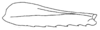 Callimenellus maculatus Gorochov & Voltshenkova, 2005: Fig. 25. hind femur. (Otu).