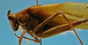 CollectionObject 1597005; 302a7bf7-0d85-4ab8-a73e-052febaa942a: male, lateral view (paratype of Hammatofera brasiliensis). (CollectionObject).