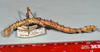 CollectionObject 1556966; a89197eb-23aa-4902-b0f8-bc0103067a78: copyright CMNZ, Christchurch. female of synonym Acanthoxyla suteri, lateral view (syntype). (CollectionObject).
