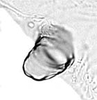 Hind wing.: Seventh marginal tubercle of A. decepta. (Observation).