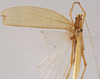 CollectionObject 1534510; 702e5152-55d5-4bd6-ac4a-9a3d37e29d7f: male, dorsal view (holotype). (CollectionObject).
