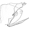 Pygofer, lateral view on Coccineasca coccinea (Fitch, 1851): Genital capsule, lateral view. (Observation).