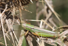 FieldOccurrence 3628; ebd6fb27-44bd-4ac5-af2c-086c1f8d86ed; Argentina: Buenos Aires
La Plata, Laguna de los Patos, 2015/02/08: male (February 2015). (FieldOccurrence).