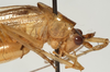 CollectionObject 1527068; 77a89ab4-c0d8-4184-b1e9-21cddaf9fccd: male head and pronotum, lateral view (holotype). (CollectionObject).