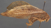 CollectionObject 1505917; 123a3d58-8bd5-4d38-974d-2cfe2de384de: female, lateral view (holotype). (CollectionObject).