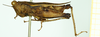 CollectionObject 1532578; a7b6ecfb-de01-4ff4-888a-8d365e2f042e: male, lateral view (lectotype). (CollectionObject).