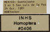 Other on Athysanella (Gladionura) sobrina Blocker, 1985: Labels - Male. (Observation).