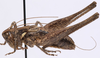 CollectionObject 1527094; a7c021dc-e47e-4d89-8eed-12c2f21dac40: male, lateral view (holotype). (CollectionObject).