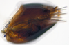 Pygofer, lateral view: (Observation).