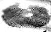 Connective.: Hairs on subgenital plate of A. decepta. (Observation).