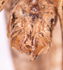 CollectionObject 1544719; 02a7617d-e7e7-412f-98aa-ab972ead8247: male, subgenital plate (holotype). (CollectionObject).