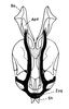 Afrotettix fursti Brown, 1970: Fig. 19. male, ectophallus, dorsal aspect. (Otu).