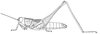 Metaxymecus patagiatus Karsch, 1893: Figure 5. female. (Otu).