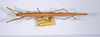 CollectionObject 1558686; 6f221c7a-208e-4d07-9599-d5d99b894f36: copyright ANSP. female, dorsal view (syntype). (CollectionObject).