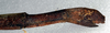 CollectionObject 1558258; NMW 263, 91e095a3-10c5-45ec-93c7-29ad3605081f: copyright NMW, Vienna. female: end of abdomen, lateral view of synonym Damasippoides spinicollis (holotype). (CollectionObject).