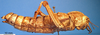 CollectionObject 1538363; 739e4980-9024-4c8b-87fa-489d42f129f6: female, lateral view. (CollectionObject).