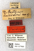 CollectionObject 1594379; 3f98fba9-2a9d-467d-be6e-1f553b4e306f: labels (paratype of Dittopternis handschini). (CollectionObject).