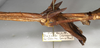 CollectionObject 1558309; NMW 761, 085c0800-dd1a-4b24-b05a-9393d17b5d27: copyright NMW, Vienna. female: mid body / data labels, lateral view (syntype). (CollectionObject).