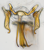 Aedeagus, ventral view: (Observation).