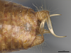 CollectionObject 2211597; f1b01f60-4533-418f-a510-a104bd42ac40, MPEG05035885: Male postabdomen, dorsal view. (CollectionObject).