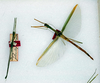 CollectionObject 1560341; 62ea8bb8-92c0-43e6-8161-16c2502862e8: copyright ANSP. male and female Sipyloidea poeciloptera (syntypes). (CollectionObject).;CollectionObject 1560342; b697f235-0fb4-4da7-a42d-8963a24f3c35: copyright ANSP. male and female Sipyloidea poeciloptera (syntypes). (CollectionObject).