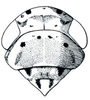Head: !! display not done !! on Exitianus Ball, 1929: Exitianus exitiosus, head, pronotum, and mesonotum, dorsally. (Observation).