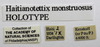 CollectionObject 1523459; 3c2439c5-fe28-4c4a-b907-51eceeb56f8c: labels (holotype of Haitianotettix monstruosus). (CollectionObject).