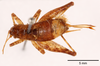 CollectionObject 1585738; f442f51a-a93f-43be-8a68-4b8c979c3a9b: female, dorsal view (allotype). (CollectionObject).