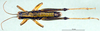 CollectionObject 1501323; a7dbc09a-a304-47db-bd59-157478ff0244, DORSA BA000876S01: male, dorsal view (holotype of Zubovskya mandshurica). (CollectionObject).