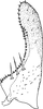 Subgenital plate, ventral view on Arboridia (Arboridia) paraprocessa Song & Li, 2013: (Observation).