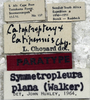 CollectionObject 1541673; c8520d7e-06b1-487d-8d4d-75c326ab3b23: labels (paratype of Catoptropteryx latipennis). (CollectionObject).