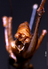 CollectionObject 1503140; 8115cc8d-7147-4be5-9c05-3e6f10653b3f: male abdominal apex (holotype). (CollectionObject).