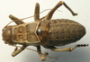 CollectionObject 1516720; 872de632-86d8-4cde-b3d3-e56bd926c378: male, dorsal view (holotype). (CollectionObject).