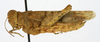 CollectionObject 1579399; 7cbe2780-69cc-4024-b8e1-21a8fae2e3f3: female, lateral view (paratype). (CollectionObject).
