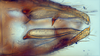 Pygofer ventral appendages, ventral view: (Observation).