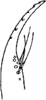 Stylus on Apheliona bioculata (Melichar, 1903): Stylus or paramere. (Observation).