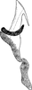 Aedeagus, lateral view on Cosmotettix (Airosus) costalis (Fallén, 1826): Aedeagus, lateral view. (Observation).