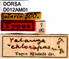 CollectionObject 1505077; 3dce1d0a-95e9-402f-966b-f21600bd4283, DORSA D012AM01: labels (holotype). (CollectionObject).