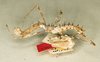 CollectionObject 1559807; 4b7abdd4-6672-41ca-95d5-24d23b5ba732: copyright Oliver Zompro. female (syntype). (CollectionObject).
